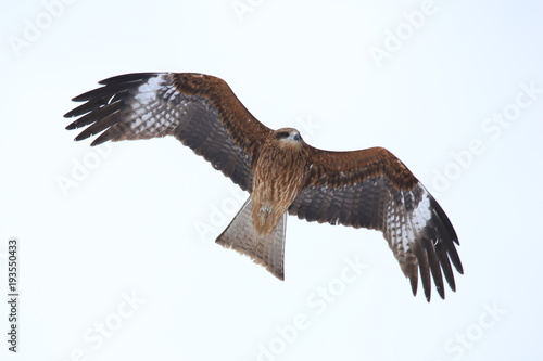 トビ　Black Kite	 photo