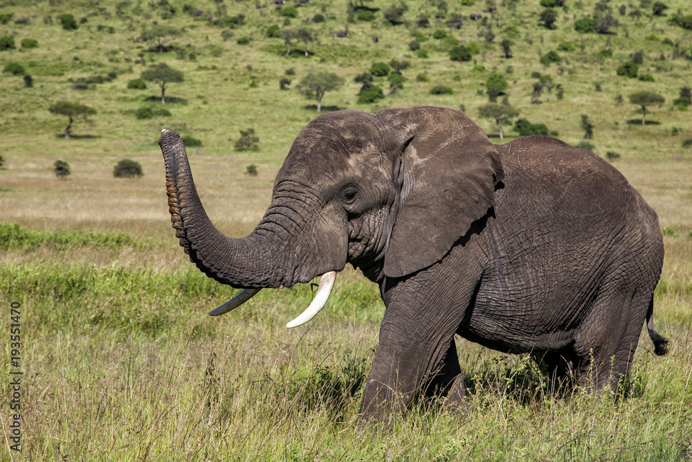 Elephnat bull with his trunk up in Serengeti National Park in Tanzania