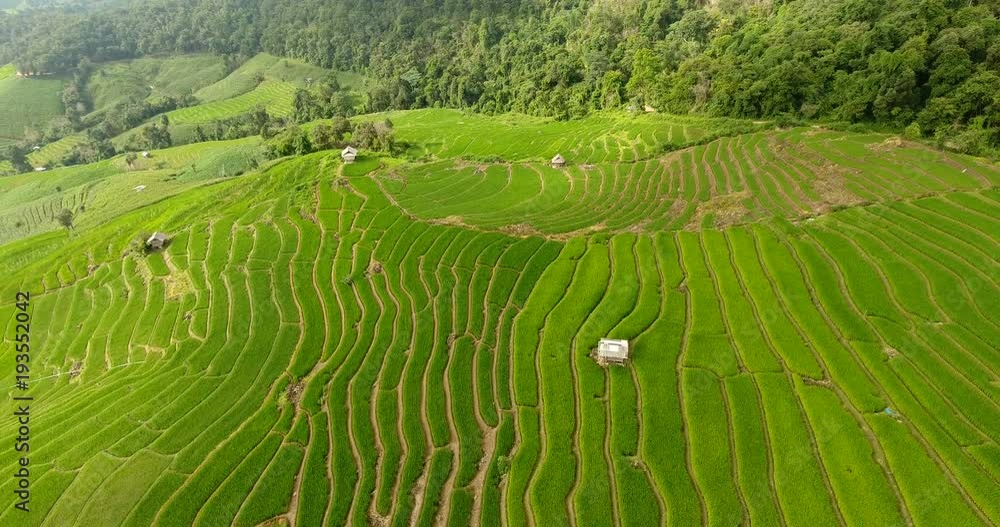 Super Asian Rice Field Asian rice field terrace on mountain side, lush agriculture land. Rice ...