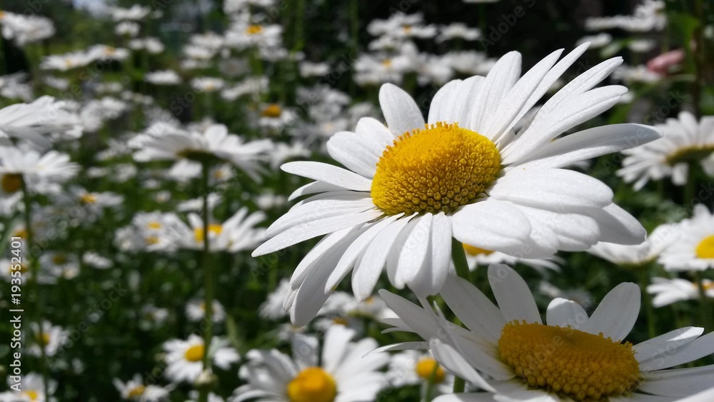 Fototapeta premium flower, beauty, macro, daisy, lupine, white, yellow, purple, green, nature, tenderness