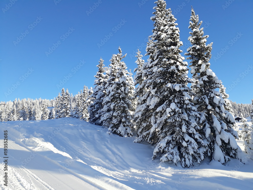 Fototapeta premium Alpine skiing in the snow and sun