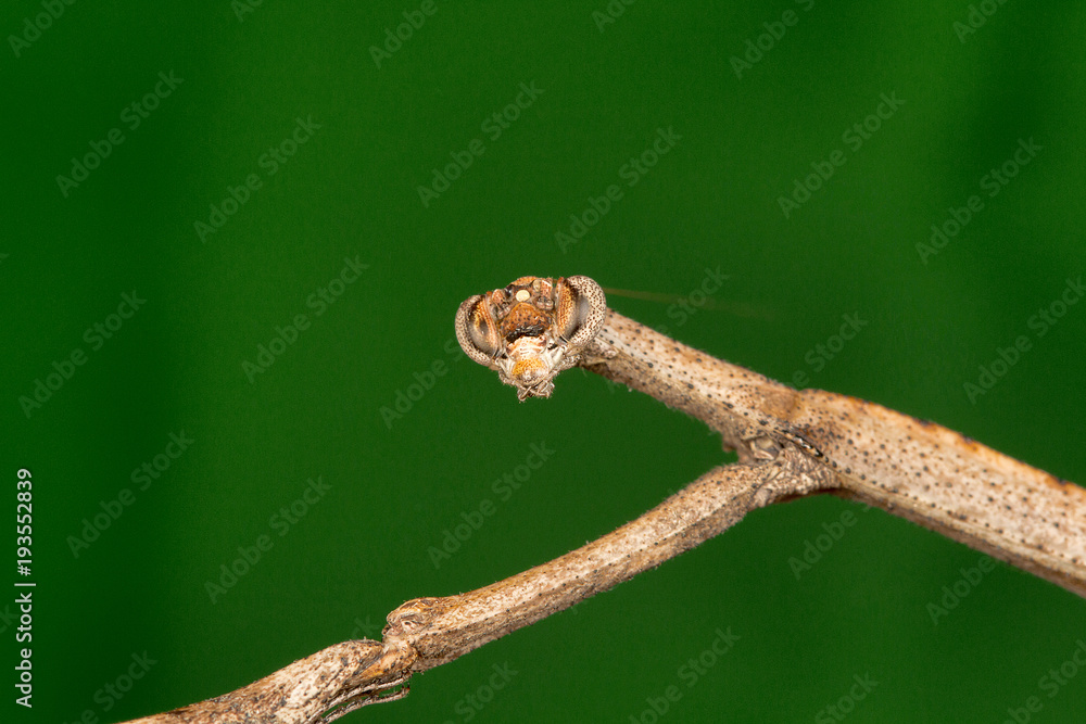 Stick mantis, Bhoramdeo Wildlife Sanctuary Stick mantis, Bhoramdeo Wildlife Sanctuary