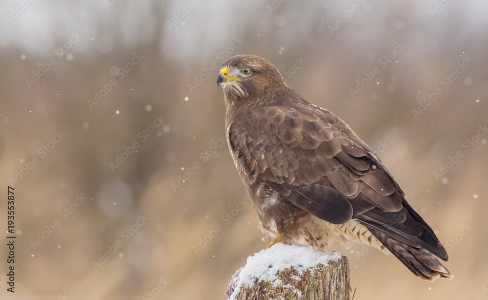 Fototapeta premium Common Buzzard - Buteo buteo