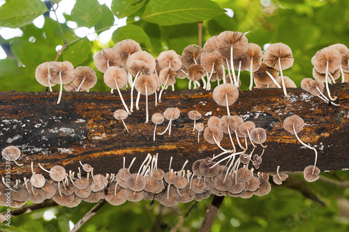 Log with fungus, Sanjay Gandhi National Park photo