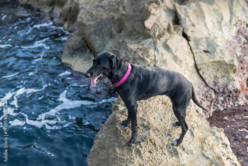 Fotografía de un perro negro en un camino de piedras en el mar. 