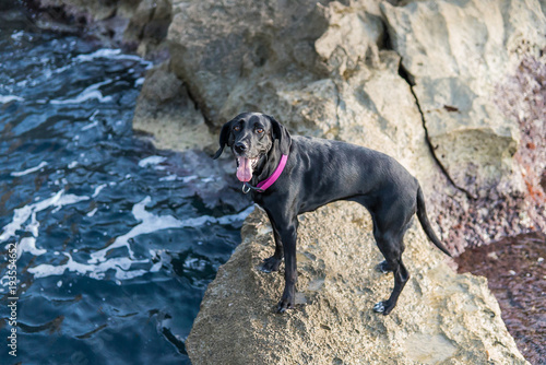 Fotografía de un perro negro en un camino de piedras en el mar. 