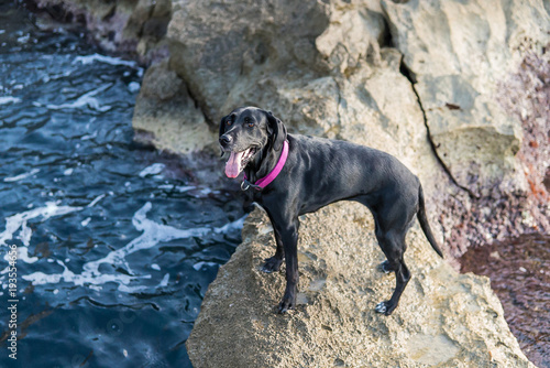 Fotografía de un perro negro en un camino de piedras en el mar. 