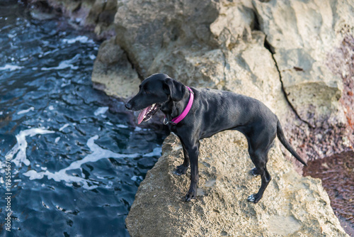 Fotografía de un perro negro en un camino de piedras en el mar. 