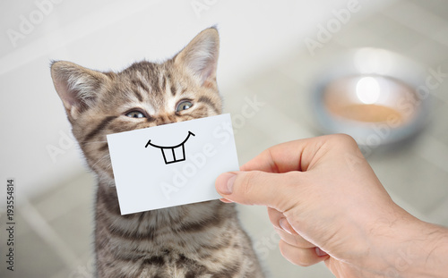 Fototapeta Naklejka Na Ścianę i Meble -  funny cat with smile on cardboard sitting near food