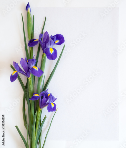 Fototapeta Naklejka Na Ścianę i Meble -  Flowers of irises lie on white paper