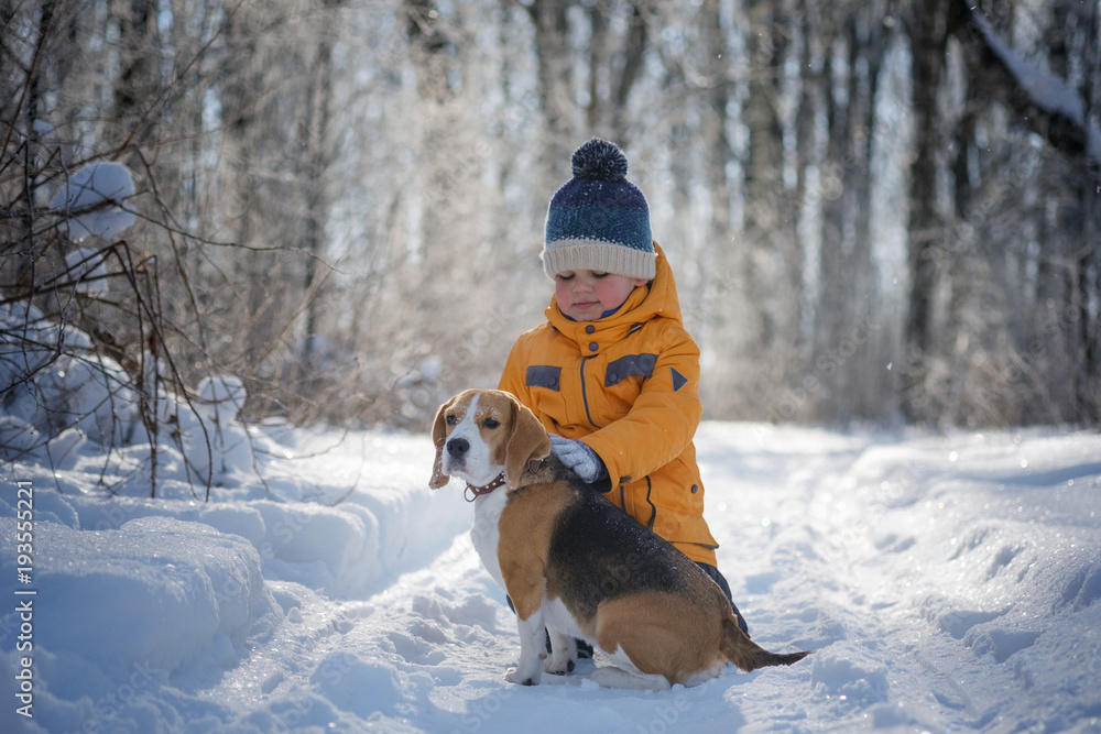 boy and Beagle dog in winter snowy forest