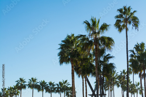 Palm trees in Los Angeles