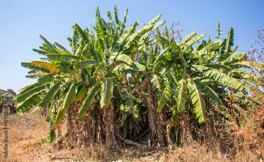 Fototapeta premium Banana tree