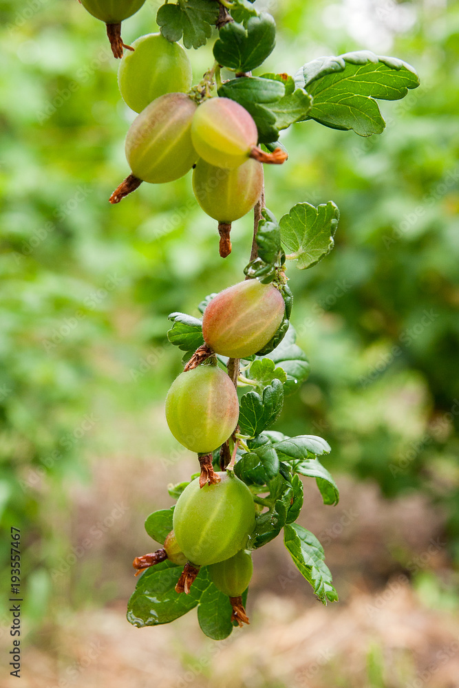 Obraz premium Branch of gooseberry with green berries and leaves in the garden..