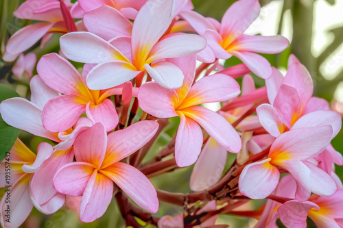 A lushly flowering branch with pink-yellow flowers of a tropical plumeria / frangipani tree.