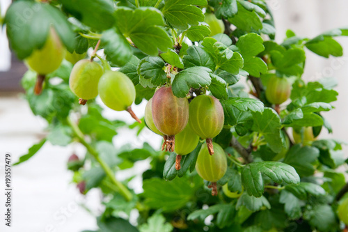 Branch of gooseberry with green berries and leaves in the garden..