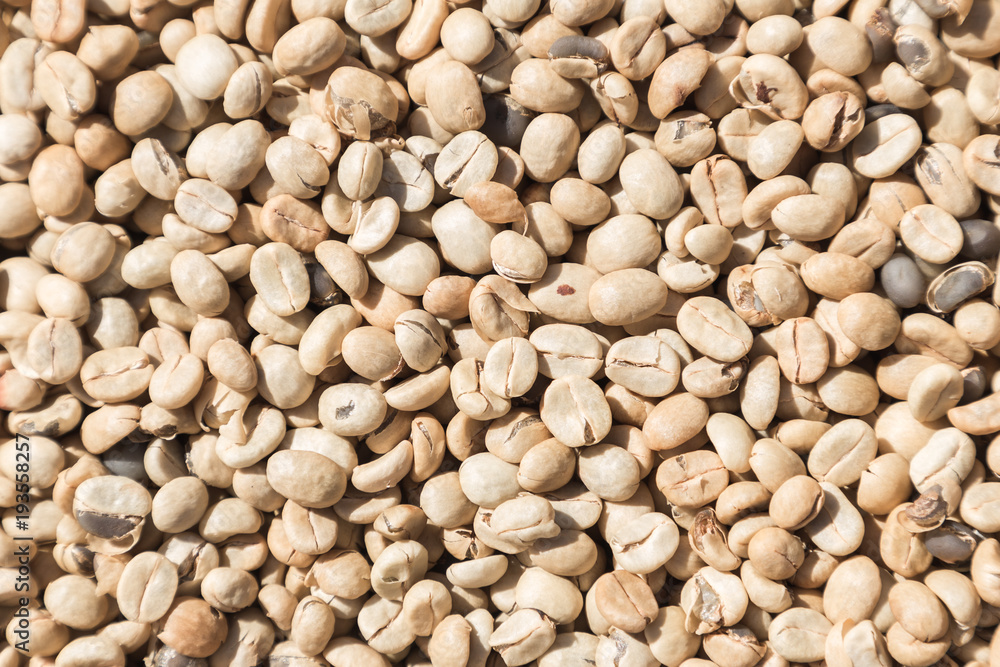 Coffee beans closeup background. green unroasted coffee beans. Coffee beans closeup background. green unroasted coffee beans.