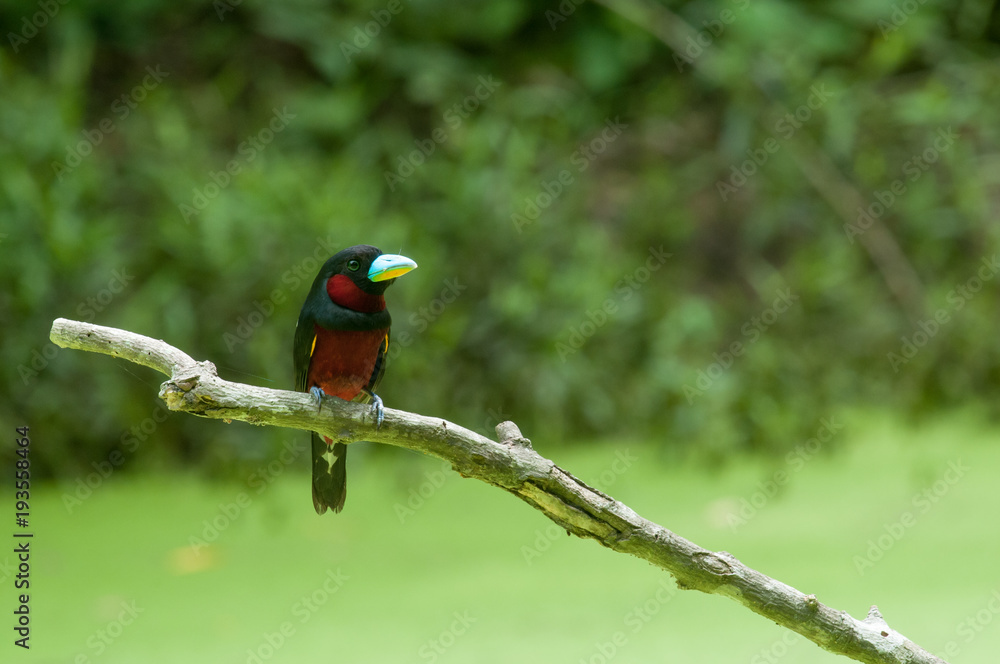 Black-and-red Broadbill Black-and-red Broadbill