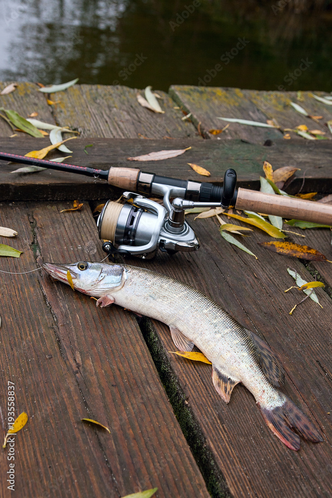 Freshwater pike and fishing equipment lies on wooden background with yellow leaves.. Freshwater pike and fishing equipment lies on wooden background with yellow leaves..