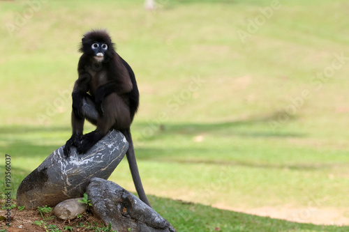Photography Wild animals in the garden, Leaf monkey or Dusky langur