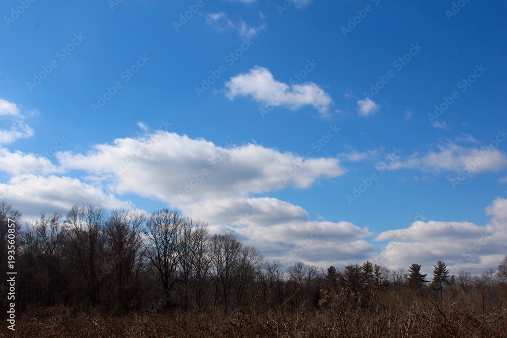 The white clouds in the blue sky over the trees of forest.