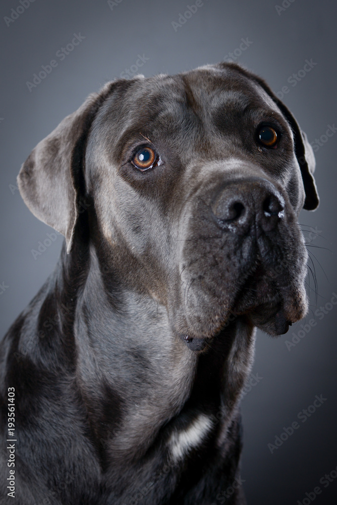 Fototapeta premium Studio portrait of beautiful Cane Corso