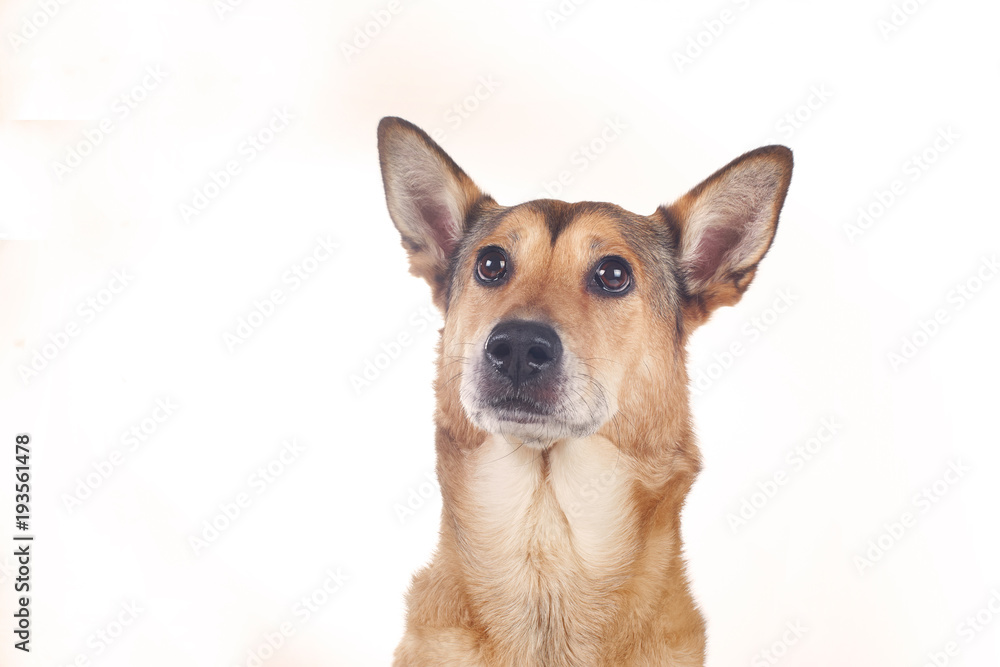 dog sheepdog female, portrait on white background