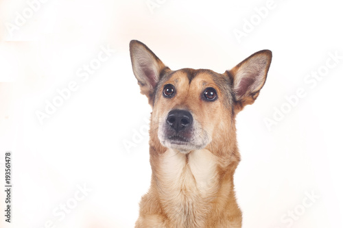 dog sheepdog female, portrait on white background