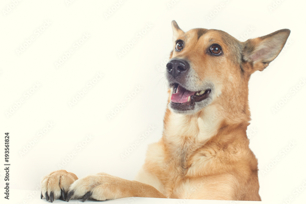 cheerful shepherd dog with paw on a white table on a white background.