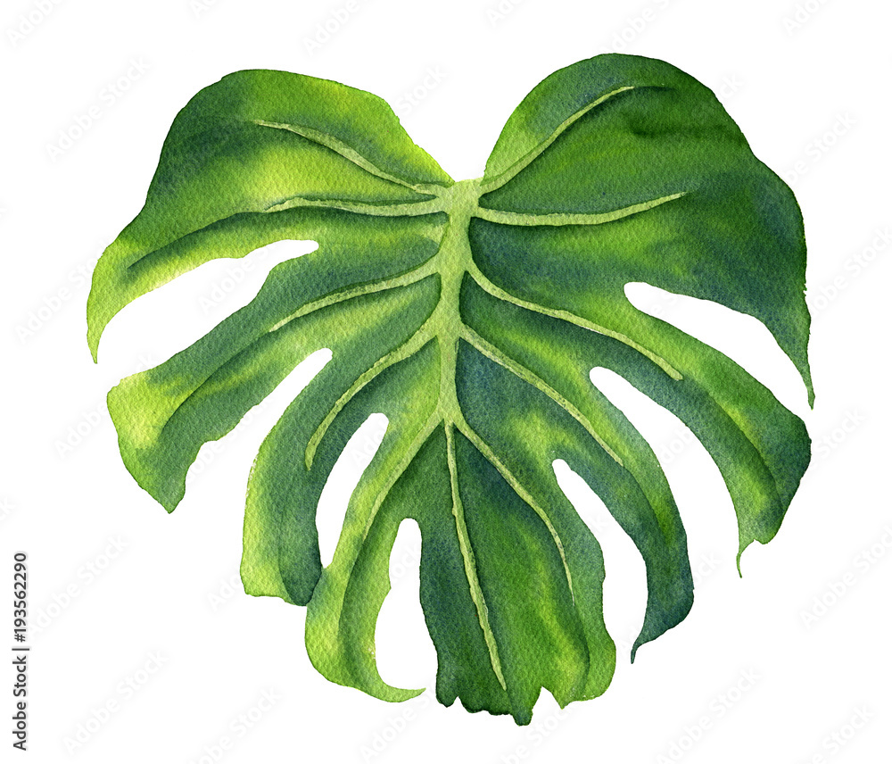 Realistic tropical botanical foliage plants. Set of tropical leaves: green palm neanta, monstera. Hand painted watercolor illustration isolated on white. Realistic tropical botanical foliage plants. Set of tropical leaves: green palm neanta, monstera. Hand painted watercolor illustration isolated on white.
