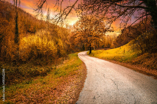 The road in the forest