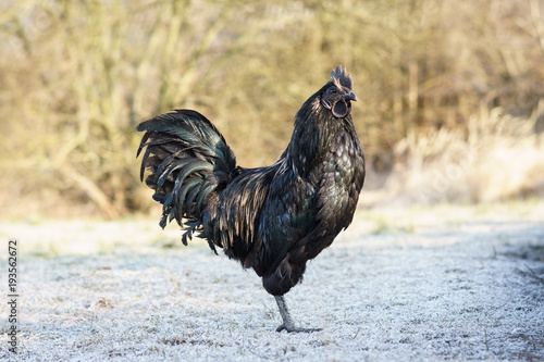 Принти на полотні An uncommon and relatively modern breed of chicken from Indonesia - Ayam Cemani