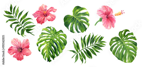 Realistic tropical botanical foliage plants. Set of tropical leaves and flowers: green palm neanta, monstera, hibiscus. Hand painted watercolor illustration isolated on white.