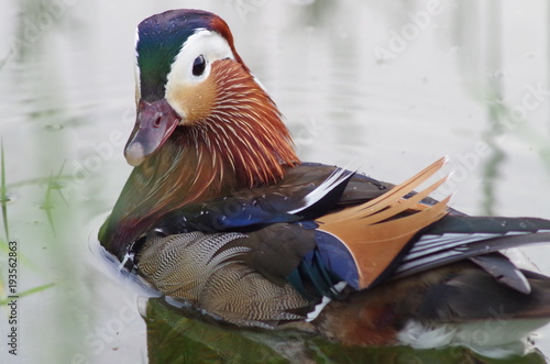 Mandarinente verdreht gut gelaunt Vogel Ente Fluss photo