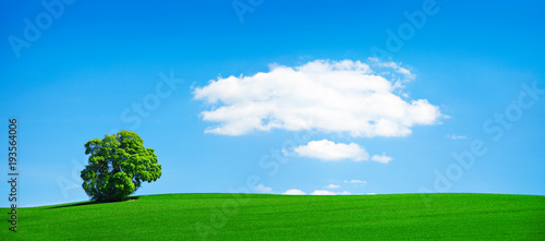 Grünes Feld, solitäre Linde, blauer Himmel, einzelne Wolke