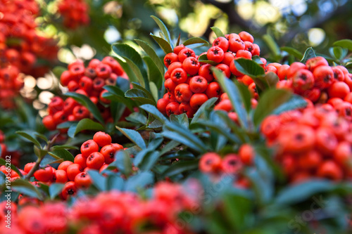 Firethorn plant (Pyracantha)