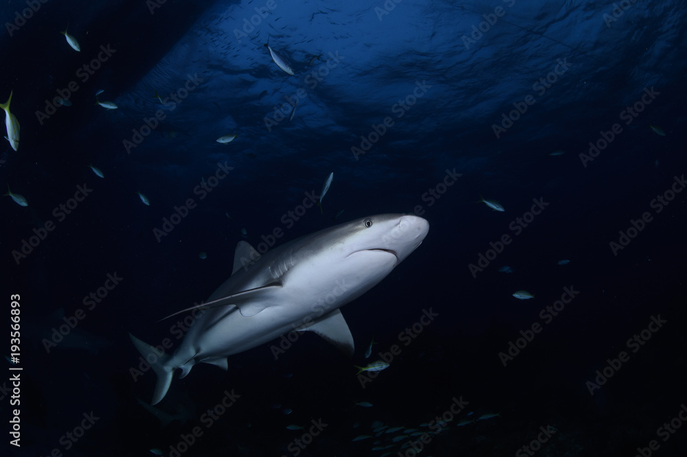 Fototapeta premium Close up Shot of Caribbean Reef Shark Swimming in Clear Waters of Bahamas
