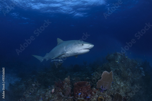 Close up Shot of Tiger Shark Swimming Gracefully in Clear Waters of Bahamas © Martin