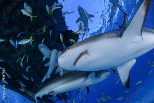 Close up Shot of Caribbean Reef Shark Swimming in Clear Waters of Bahamas