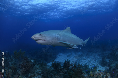 Close up Shot of Tiger Shark Swimming Gracefully in Clear Waters of Bahamas