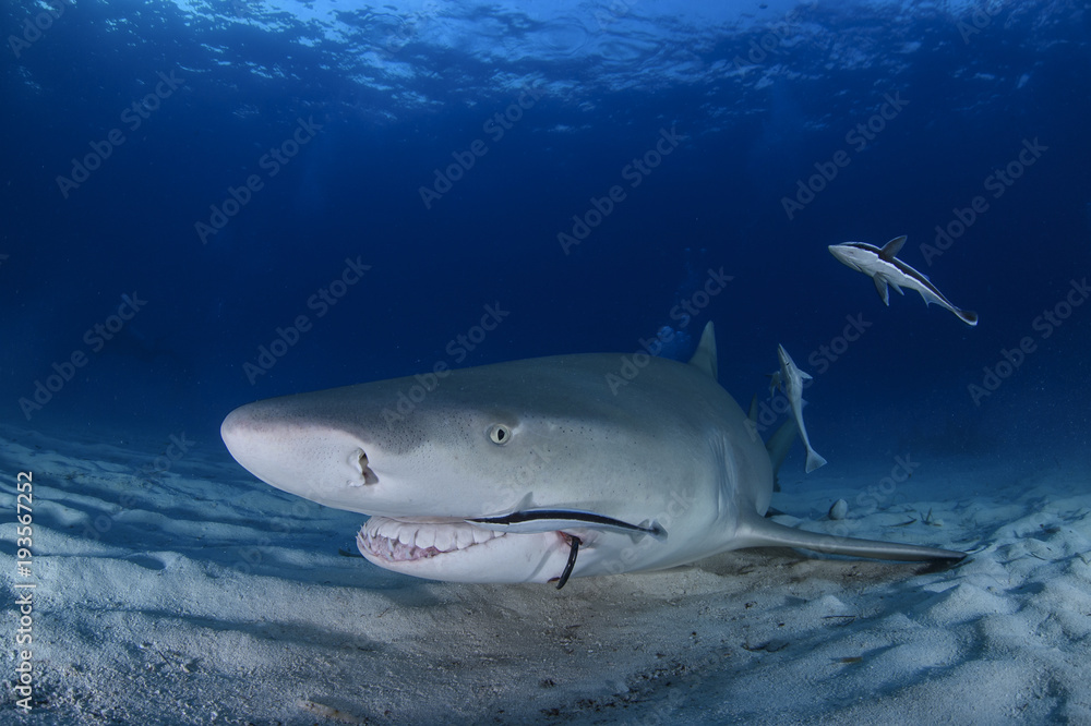 Fototapeta premium Close-up Shot of Lemon Shark Swimming in Clear Waters of Bahamas