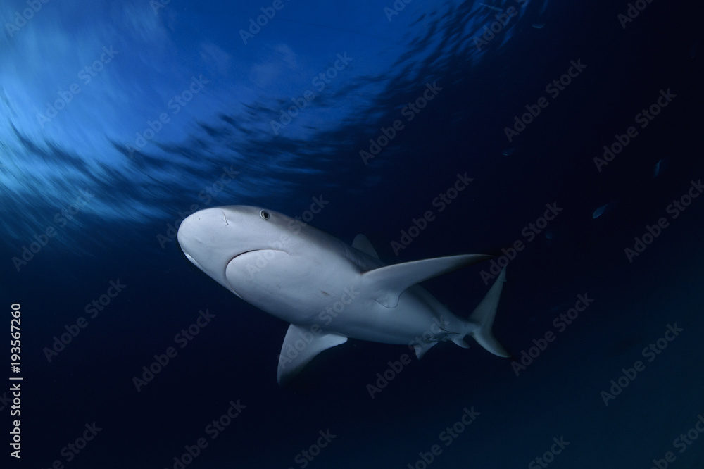 Close up Shot of Caribbean Reef Shark Swimming in Clear Waters of Bahamas