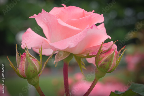Rosa Bridal Pink  Pink Rose 