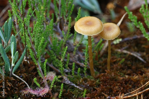 Sphagnum bog mushroom, Galerina sp