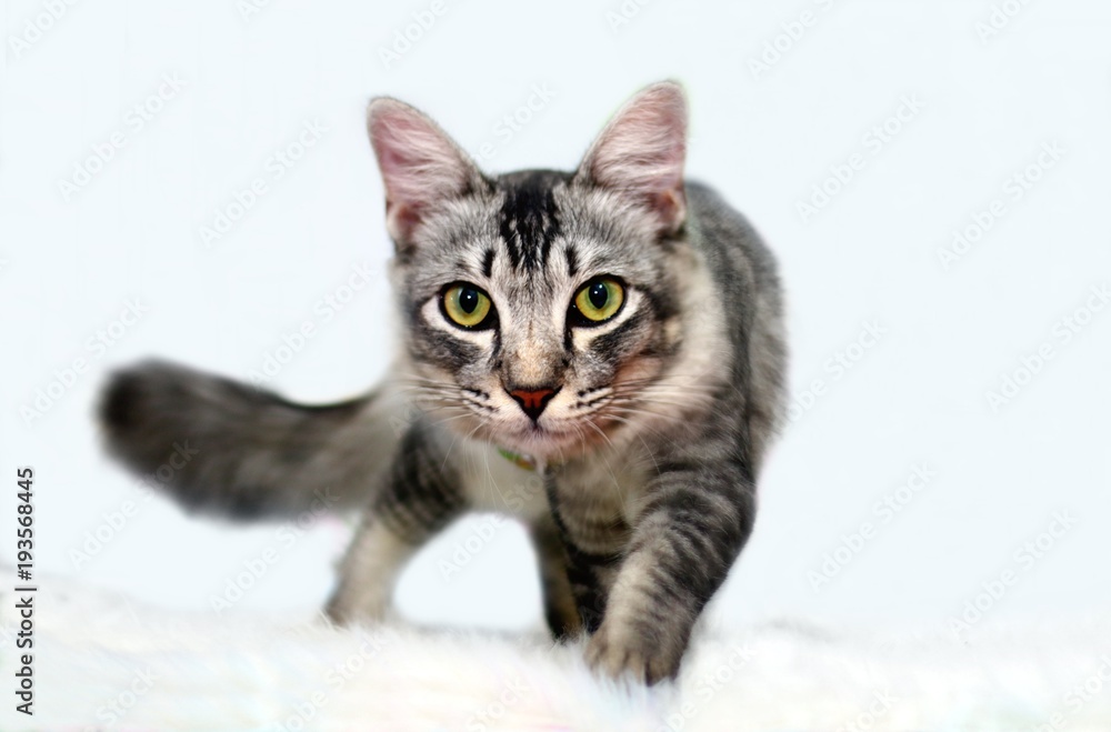 Cat looking and searching for something Cat looking and searching for something