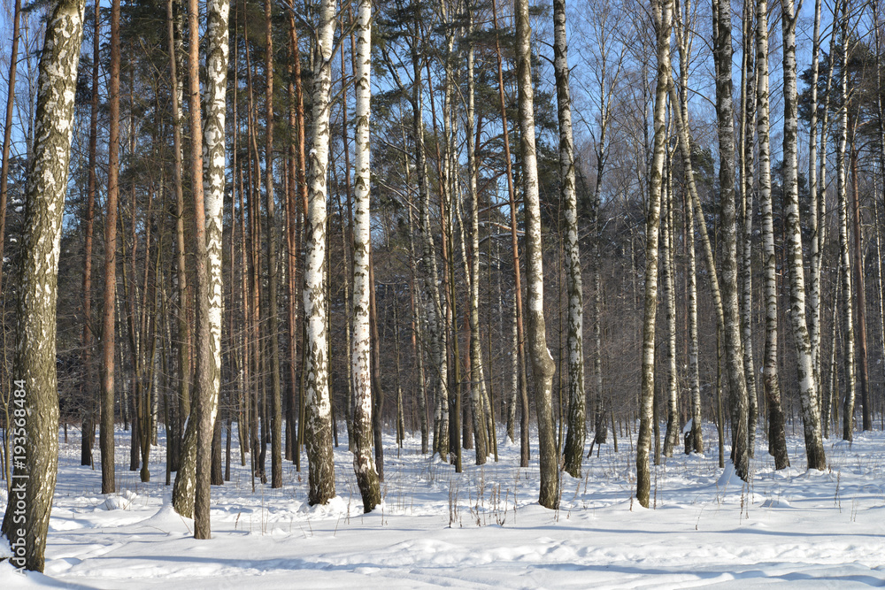 Fototapeta premium Birch trees in snow-covered winter