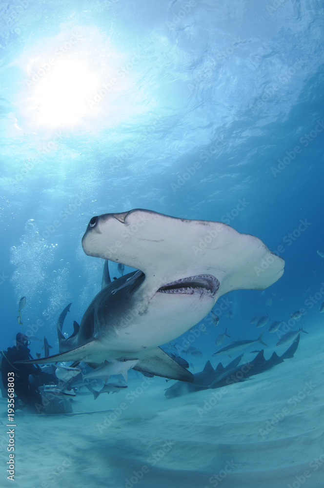 Fototapeta premium Close up Face Shot of Great Hammerhead Shark Swimming in Clear Waters of Bahamas
