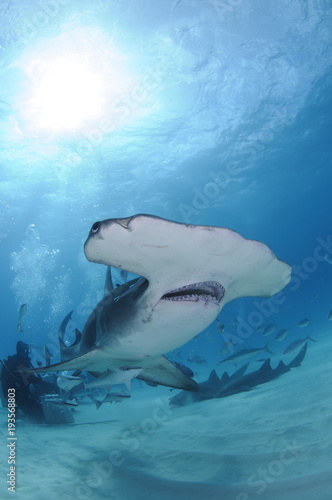Close up Face Shot of Great Hammerhead Shark Swimming in Clear Waters of Bahamas © Martin