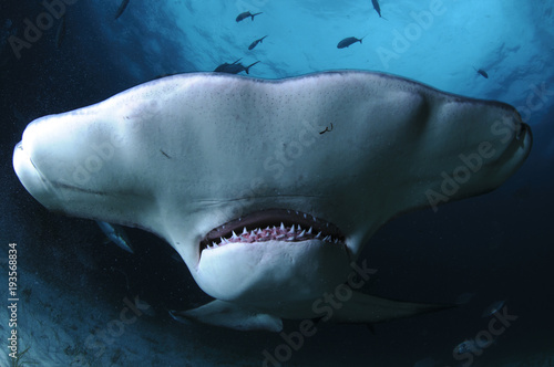 Close up Face Shot of Great Hammerhead Shark Swimming in Clear Waters of Bahamas