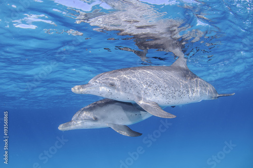Pair of Cute Dolphins Dancing Together in Clear Waters of Bahamas © Martin